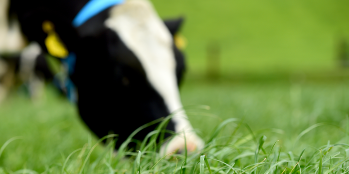 Cover image for Teagasc Advisory Newsletter – Dairy article