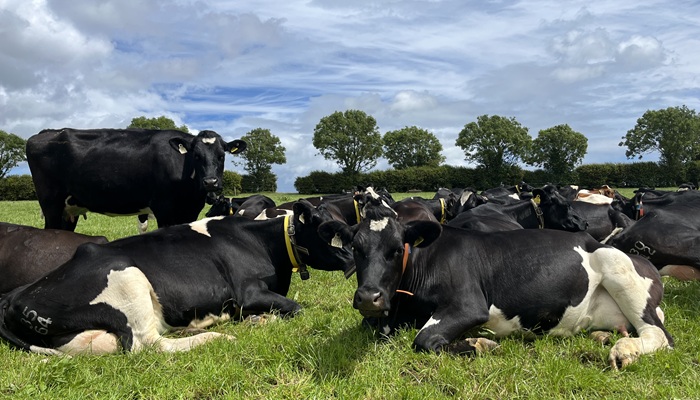 Hitting the ‘sweet spot’ for cow performance