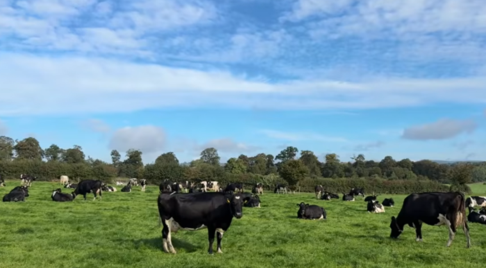 Cover image for Autumn grazing, fodder and cashflow: Are you ready for winter? article