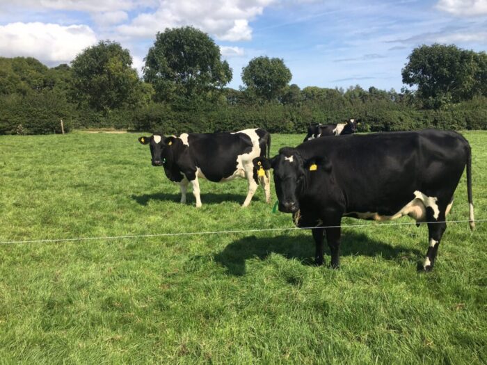 Select the correct fertilisers and save €25/cow