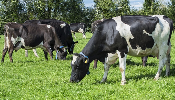 Confirmed: Nitrates Derogation decision