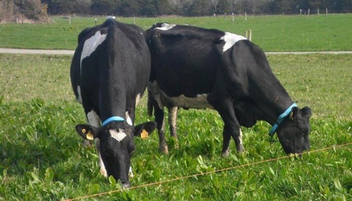 Why aren’t more Irish food businesses chasing the organic market?