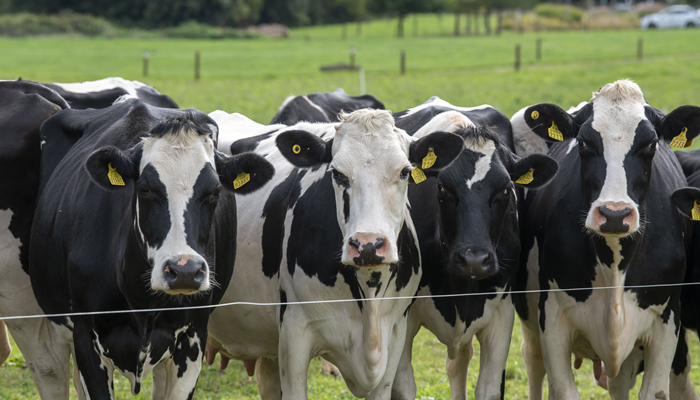 The latest from Dairy Systems Research at Johnstown Castle Open Day