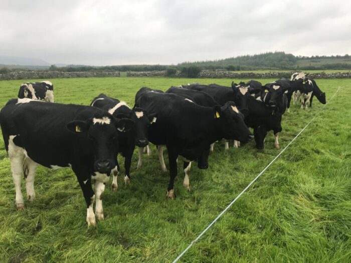Back to basics with your replacement heifers
