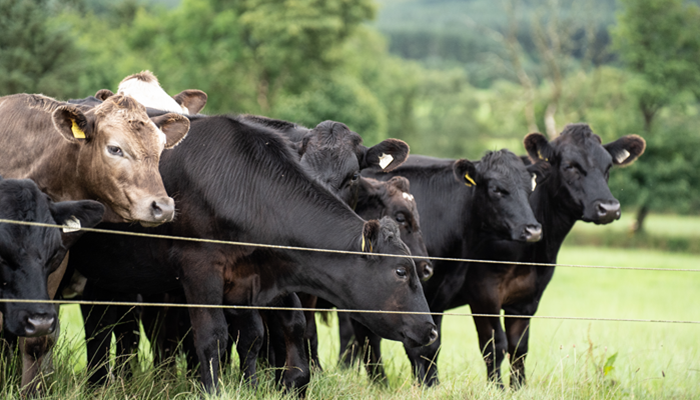 Top tips on finishing dairy-beef cattle at grass