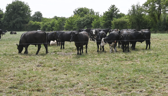 Cover image for Grass10: Advice for farmers facing very different grass growing conditions article