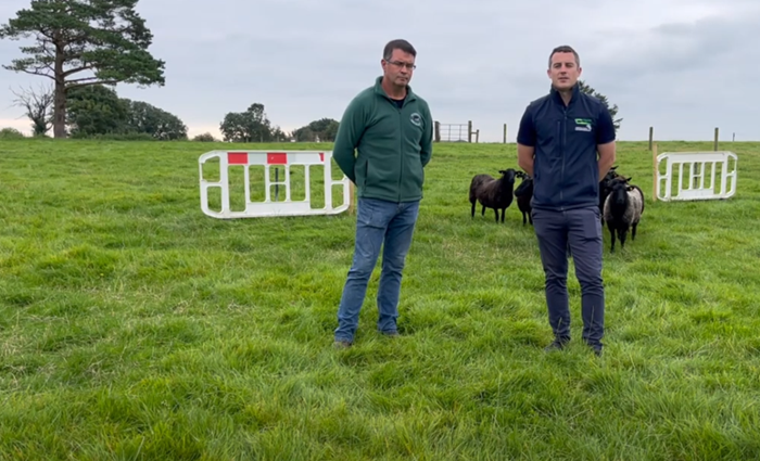 The resurgence of sheepdog training in Mayo and Galway