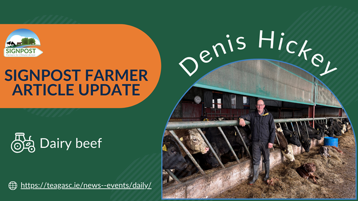 Signpost update: Refining a dairy-beef system in Cork