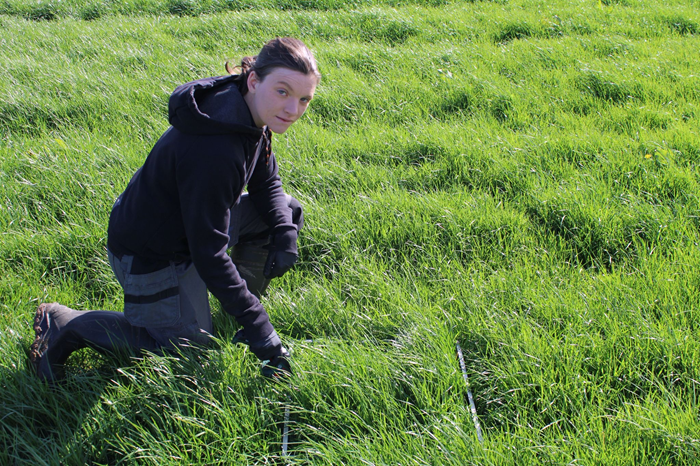 Denise Twomey measuring grass
