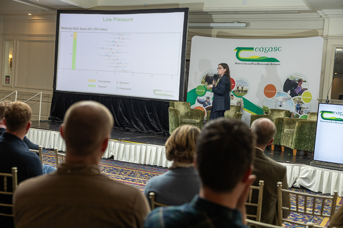 Cover image for BYDV tolerant varieties are risk reducers, not risk eliminators article