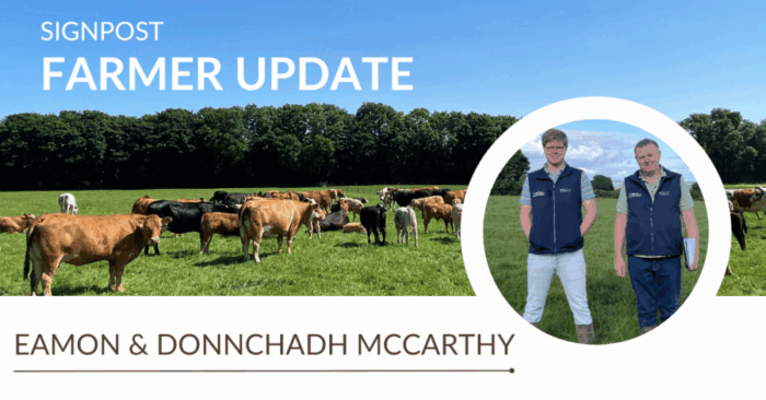 Autumn calving underway with the McCarthys