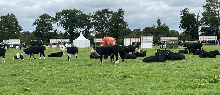 2025 a landmark year for DairyBeef 500 profits but uncertainty looms