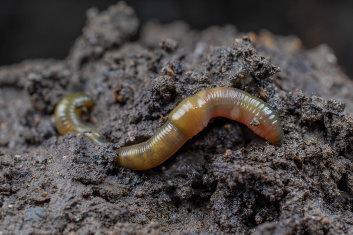 Cover image for Soil Health Week: Assess your soil health article