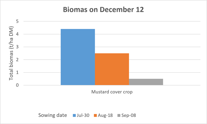 A graph showing the effects of sowing date on the biomass produced from a cover crop, yield when sowing on July 30 = ~4.2t DM/ha, yield when sown on August 18 = 2.3 t DM/ha and yield when sown on September 8 = >0.3t DM/ha
