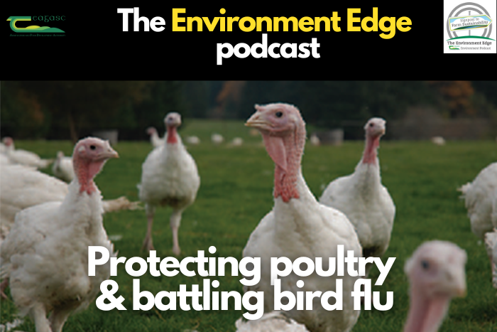 Cover image for Protecting poultry and battling bird flu article