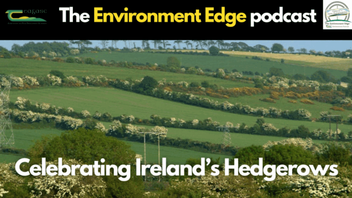 Celebrating Ireland’s hedgerows