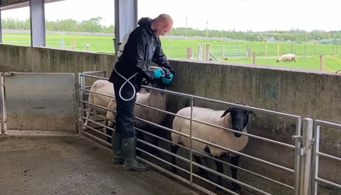 Quarantine treatment – avoid buying in resistant worms