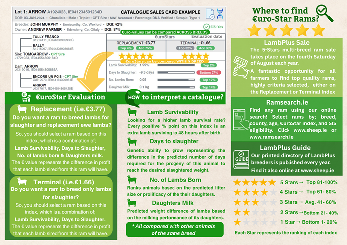 A graphic showing what each section a rams EuroStar profile represents.
The replacement Index is a combination of lamb survivability, days to slaughter, number of lambs born and daughters milk. This index should be used when selecting rams to breed replacements and the € value represents the difference in profit that each lamb sired form this ram will have.
The Terminal Index should be selected when breeding lambs for slaughter. It encompasses lamb survivability and days to slaughter. The € value of the terminal index represents the difference in profit that each lamb sired from this ram will have. Other details include the Sheep Ireland Ram sale, an advert for the Ram Search facility and Sheep Ireland's LambPlus Guide.