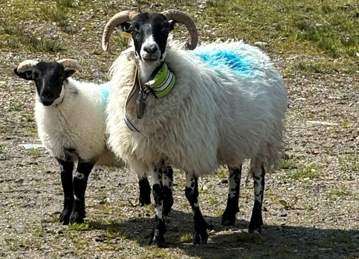 Strengthening the understanding of hill grazing