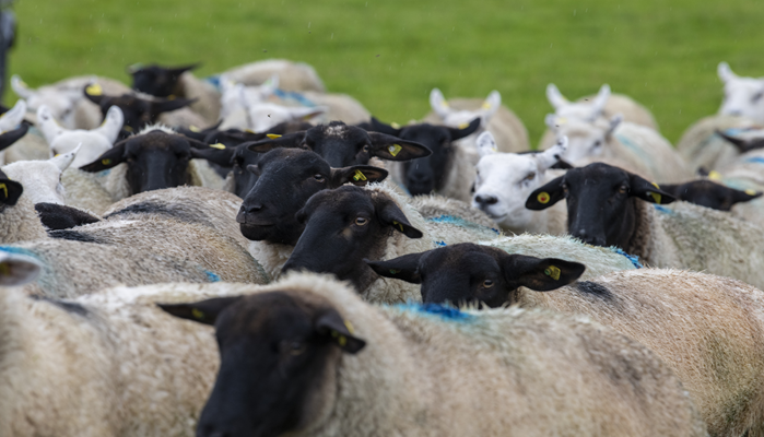 Sheep Management Notes – October 2026