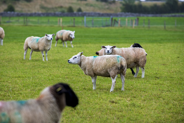 Cover image for Managing autumn grass supplies following drought conditions article