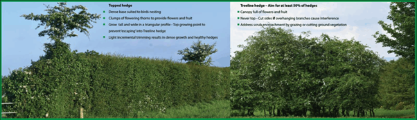 To the left is a topped hedge, featuring a dense base suited to birds nesting, clumps of flowering thorns to provide flowers and fruit. These hedges grow tall and wide in a triangular profile - top the growing point to prevent escaping into treeline hedge. Light incremental trimming results in dense growth and healthy hedges. To the right is a treeline hedge. These feature a canopy full of flowers and fruit, never top and cut along sides where branches cause interference and address scrub encroachment by grazing or cutting ground vegetation. Both hedges require different management when hedge cutting