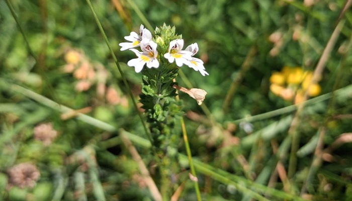 Eyebright in flower