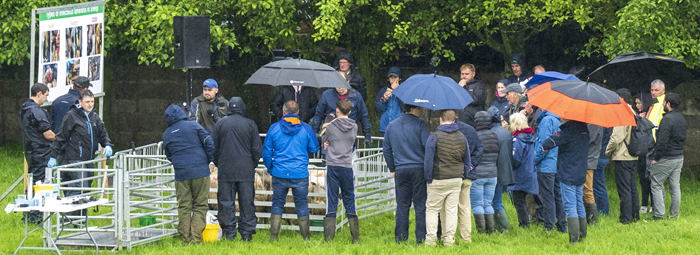 Farmers engaging at the lameness workshop at the National Sheep Conference 2026