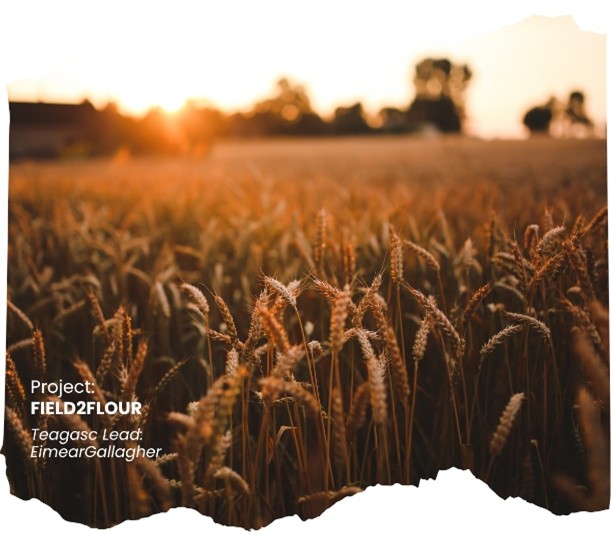 Overlaid text stating: Field2Flour. Project Led: Eimear Gallagher. An image of a cereal crop with the sun on the horizon