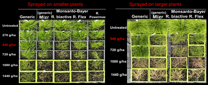 An image of plot greenhouse trials at Teagasc Oak Park showing the effectiveness of herbicide products (generic, Mizr, R. biactive, R. Flex and Power Max) applied to both smaller and larger plants at application rates from 270g/ha to 14440g/ha.