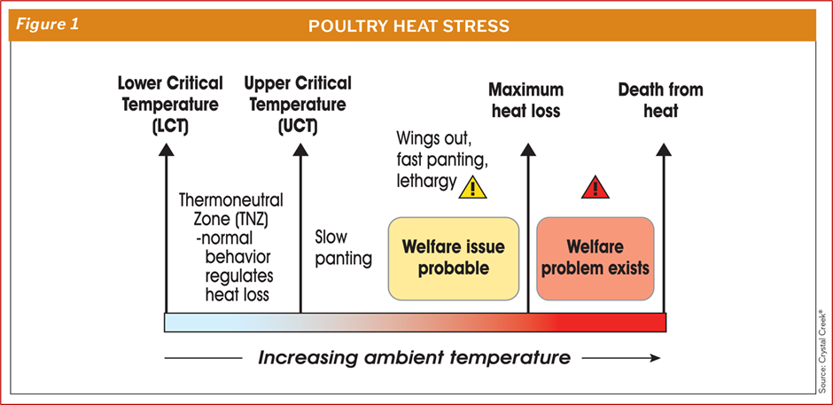 A graphic showing how poultry suffer from heat stress, as ambient temperature increases welfare issues are probably, potentially progressing to welfare problems. More details available in the article text.