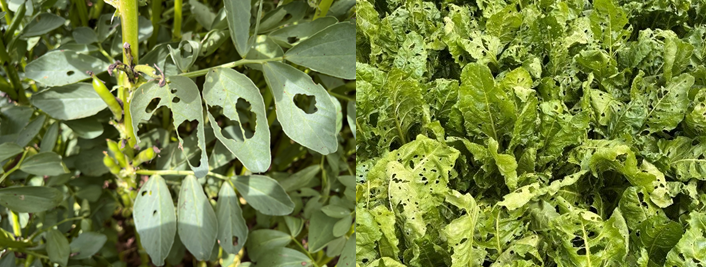 Cover image for Silver Y Moth Caterpillars detected in crops – advice on identification, monitoring and control article