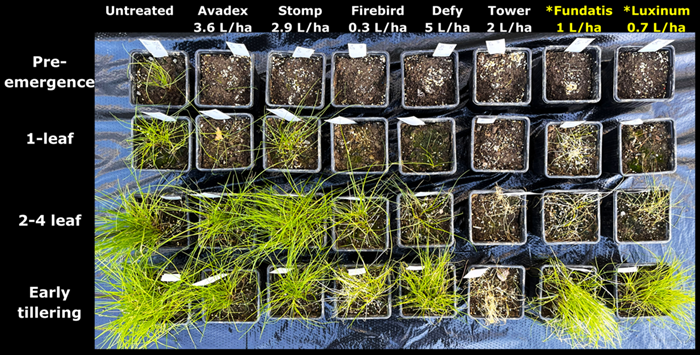 An image of rat's fescue plants under trail at Teagasc Oak Park at the pre-emergence, 1-leaf, 2-4 leaf and early tillering stage treated with herbicides (Avadex 3.6L/ha, Stomp 2.9/ha, Firebird 0.3L/ha, defy 5L/ha, Totwer 2L/ha, *Fundatis 1L/ha, *Luxinum 0.7L/ha>
