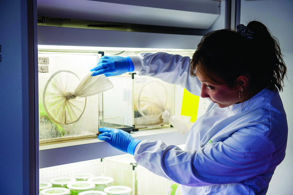A woman scientist examines aphids in a sealed growth chamber
