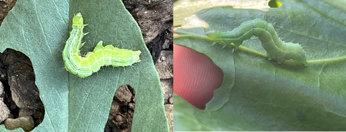 Silver Y moth caterpillar feeding on spring beans, (left) and with its characteristic ‘loop’ in fodder beet (right).