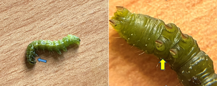 Caterpillars typically have 3 pairs of true legs (Blue Arrow) just behind its head capsule. At the anterior end, you will often see proleg structures (Yellow Arrow), which look like fleshy legs. With Silver Y caterpillars you will see 2 of these prolegs and an additional proleg at the very end called the anal clamper. Caterpillars with more or less prolegs are not Silver Y caterpillars.
