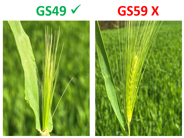 Two images of spring barley side by side showing that applying a fungicide at GS 59 (heads flowering) gives no benefit over GS 49 (awns peeping).