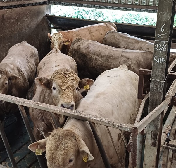 Finishing bulls in a slatted shed on James Madigans farm