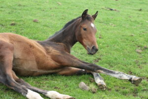 Foal lying down at pasture