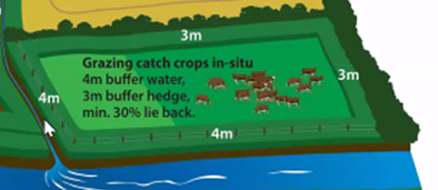 A graphic depicting the minimum buffer zones required when grazing forage crops. 3m is required beside hedges and 4m beside watercourses. Further details available in article text.