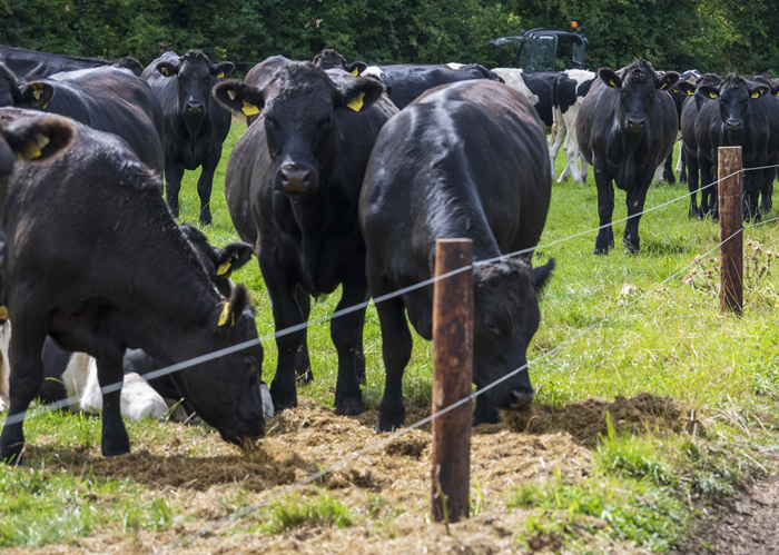 Cover image for Dry weather in the South-East: Advice on grazing, supplementation and silage feeding article