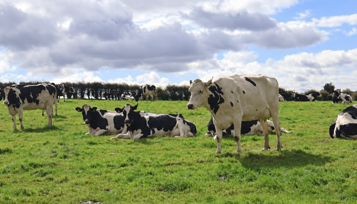 September Evaluation Update and the COW Index with Margaret Kelleher, ICBF