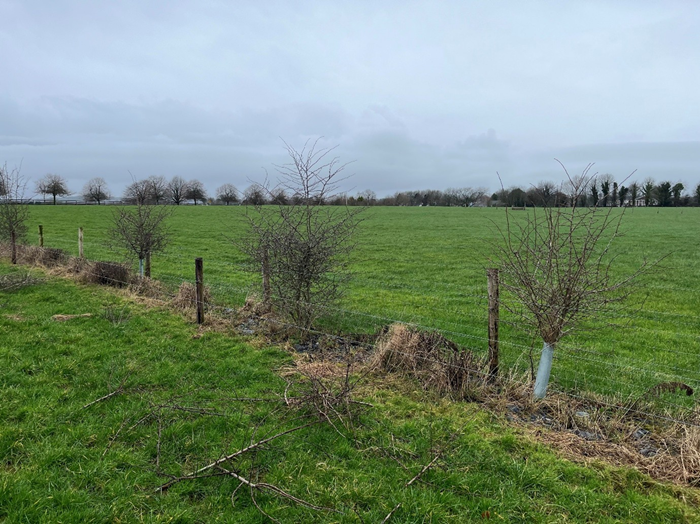 Future trees being protected by tree guards at Kildalton College
