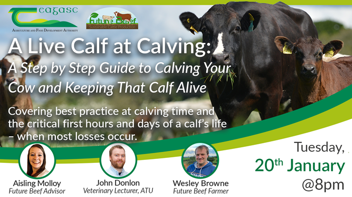 Reducing calving losses focus of upcoming Future Beef webinar