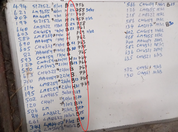 Colostrum results for cows on a whiteboard in shed