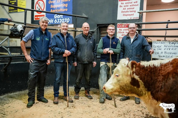 Organic cattle sale boosts Irish farming market