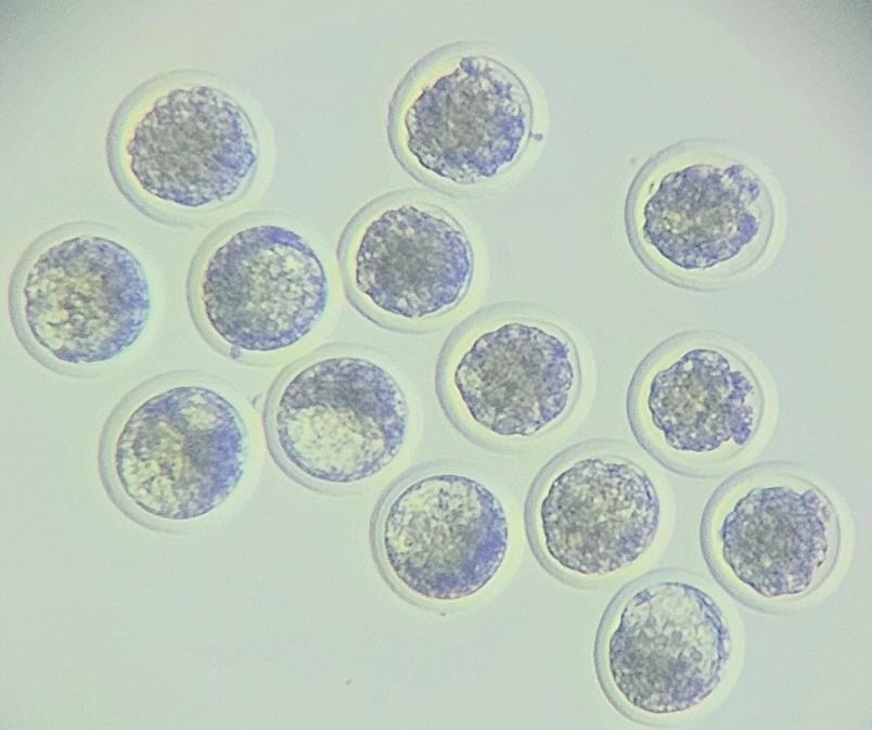 Grade one embryos
