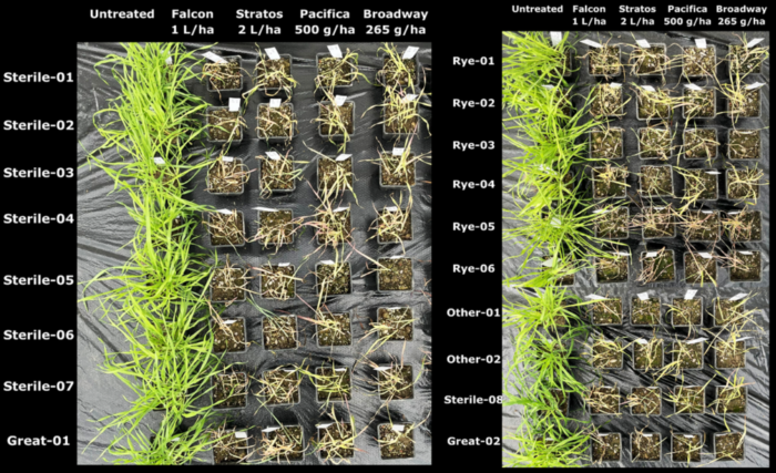 Cover image for Resistance update on 2025 harvest samples of grass weeds article