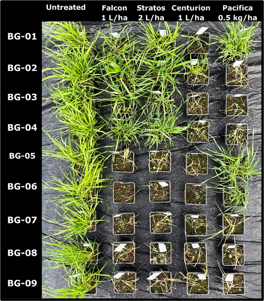 Symptoms of resistance-suspect blackgrass populations 30 days post-treatment with ACCase herbicides Falcon, Stratos Ultra and Centurion Max and the ALS herbicide Pacifica Plus, all applied at the recommended label rates. Where treated-plants are absent from a square full control was achieved. 