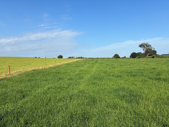 A grazing paddock on Denis Hickey's farm